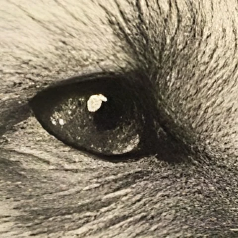 The same eye after AI Upscale: crisp fur and a clean highlight