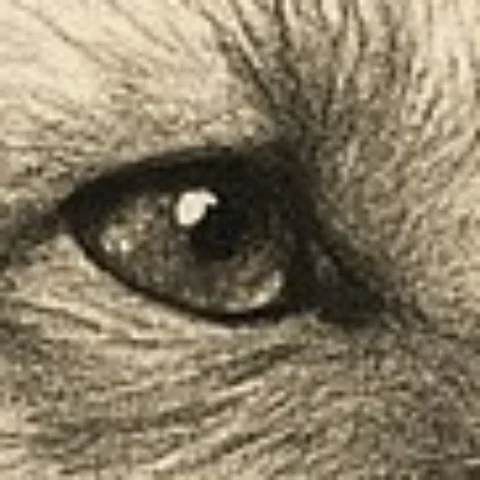 A small artwork enlarged as is: the eye is blocky